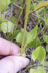 Packera pseudaurea