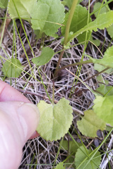 Packera pseudaurea