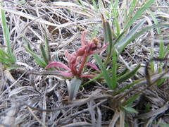Euphorbia radians