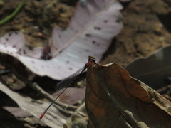 Teinobasis rufithorax