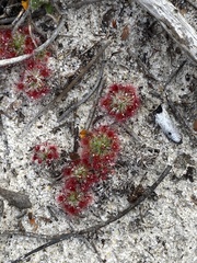 Drosera trichocaulis