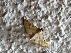 Blepharomastix ranalis