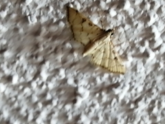 Blepharomastix ranalis