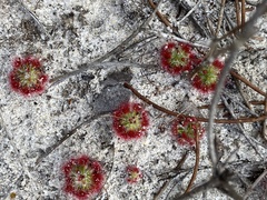 Drosera trichocaulis