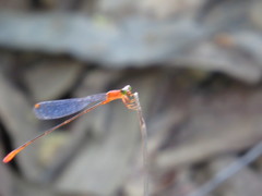 Teinobasis rufithorax