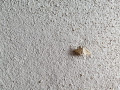 Blepharomastix ranalis