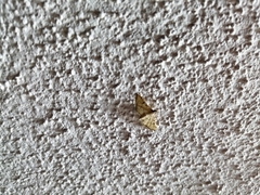 Blepharomastix ranalis
