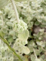 Pseudodictamnus mediterraneus