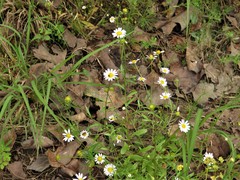 Astranthium ciliatum