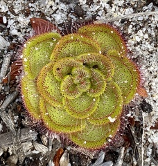 Drosera zonaria