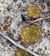 Drosera zonaria