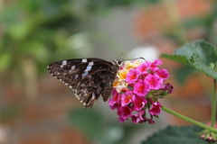 Codatractus arizonensis