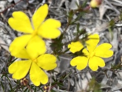 Hibbertia lineata