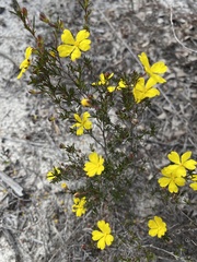 Hibbertia lineata