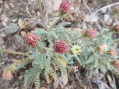 Chaenactis douglasii