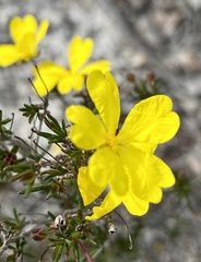 Hibbertia lineata