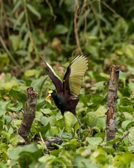 Jacana spinosa