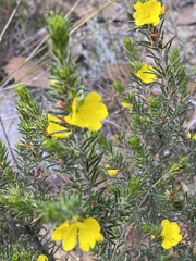 Hibbertia mucronata