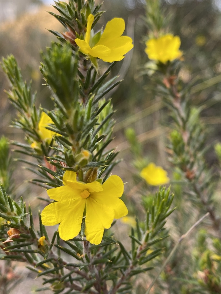 prickly hibbertia