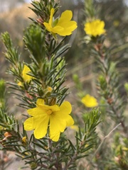 Hibbertia mucronata