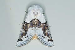 Triocnemis saporis