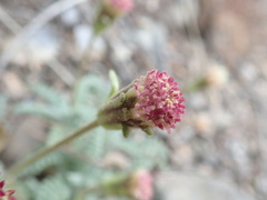 Chaenactis douglasii