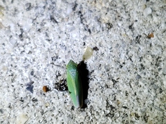 Draeculacephala inscripta