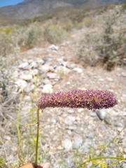 Dalea searlsiae