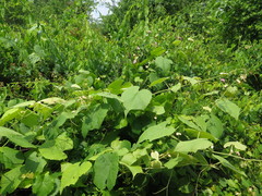 Vitis cinerea cinerea