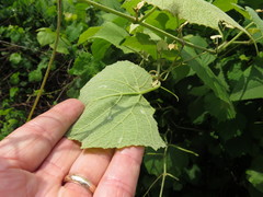 Vitis cinerea cinerea