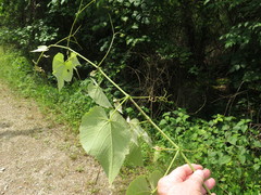 Vitis cinerea cinerea