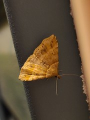 Phalaenophana pyramusalis