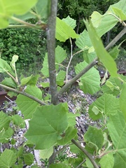 Platanus occidentalis