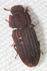 Phloeonemus
