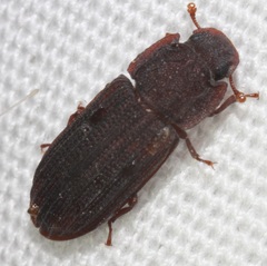 Phloeonemus
