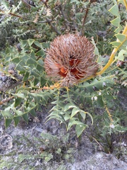 Banksia baxteri