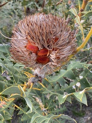 Banksia baxteri