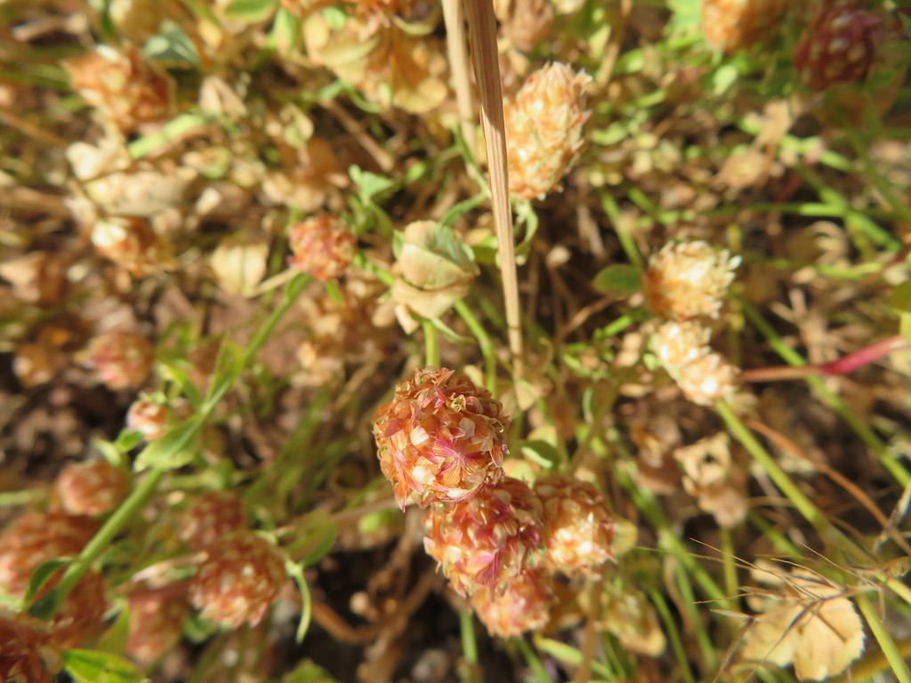 Sharp-tooth Clover