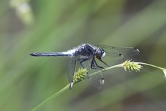 Leucorrhinia frigida