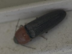Ampedus rubricollis