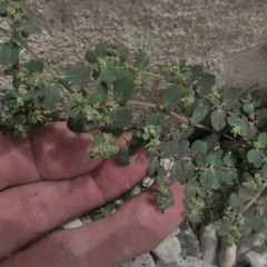 Euphorbia cozumelensis