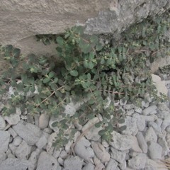 Euphorbia cozumelensis