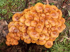 Pholiota malicola