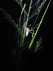 Neosparassus macilentus