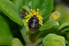 Antestiopsis cederwaldi