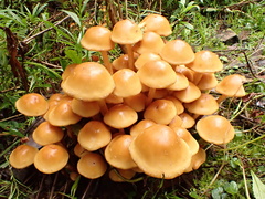 Pholiota malicola