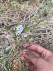 Lathyrus lanszwertii