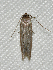 Hypatopa punctiferella