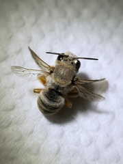Heteranthidium