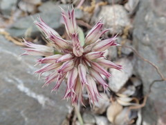 Allium monticola